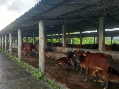 Cattle Shelter